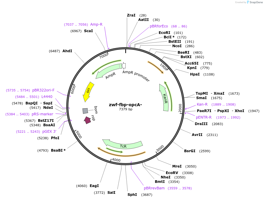 101839-plasmid-map-sequence-id-197021