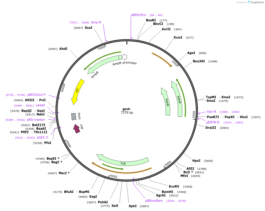 101840-plasmid-map-sequence-id-197022