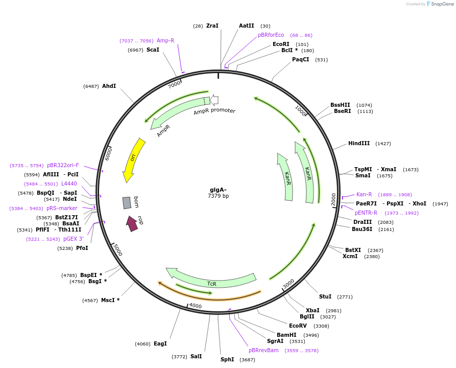 101841-plasmid-map-sequence-id-197023