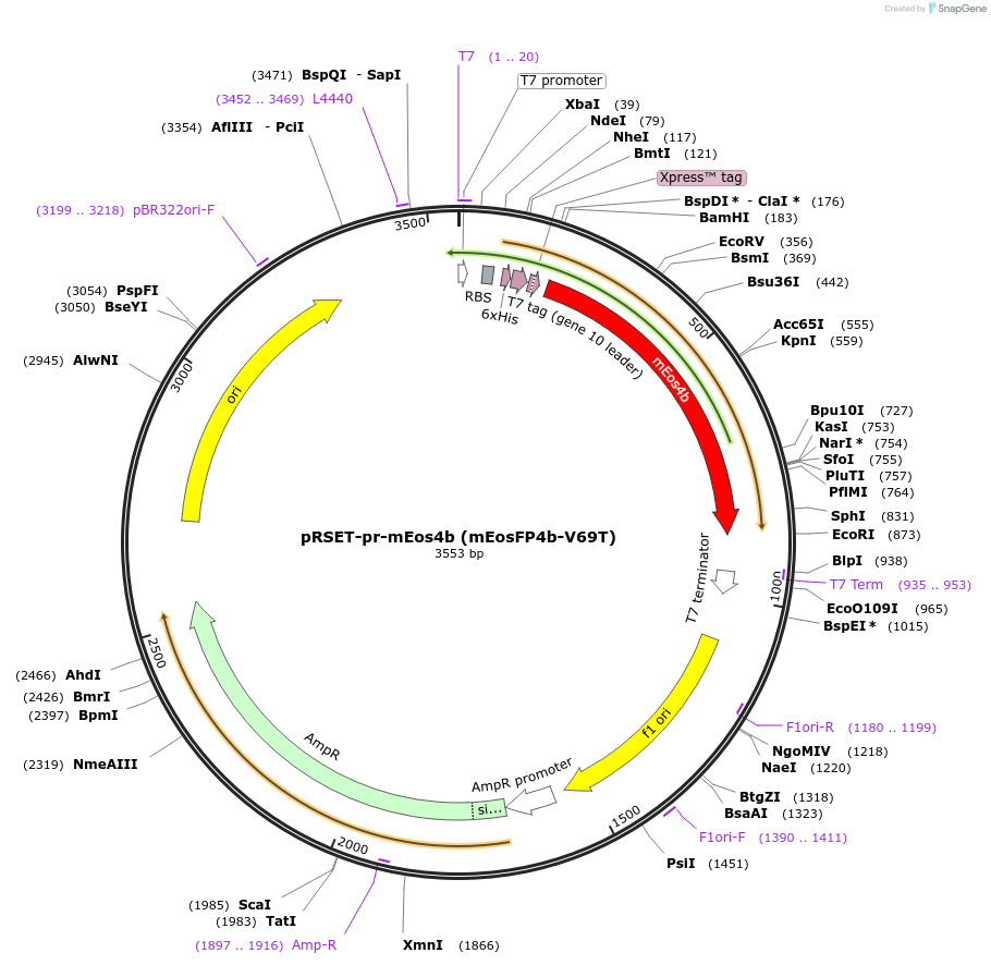 99226-plasmid-map-sequence-id-197024
