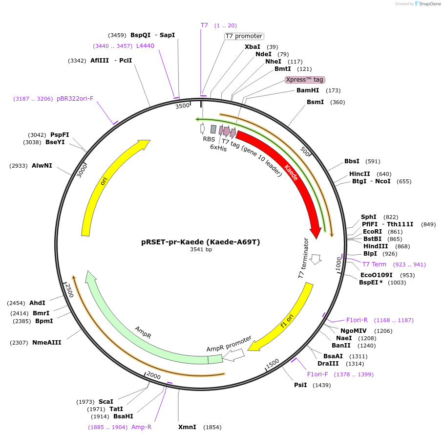 99228-plasmid-map-sequence-id-197025