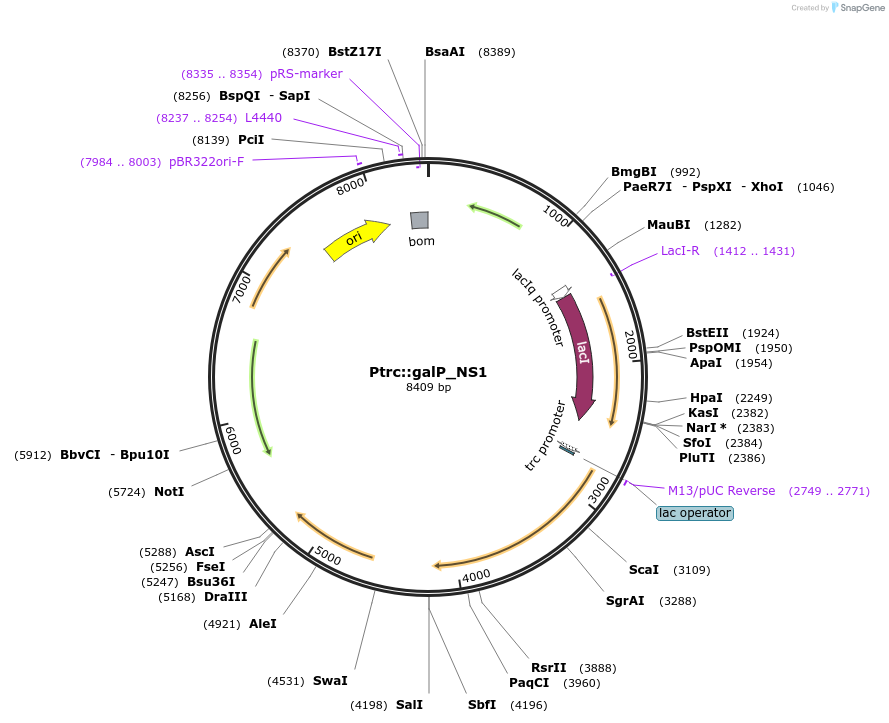 101843-plasmid-map-sequence-id-197027