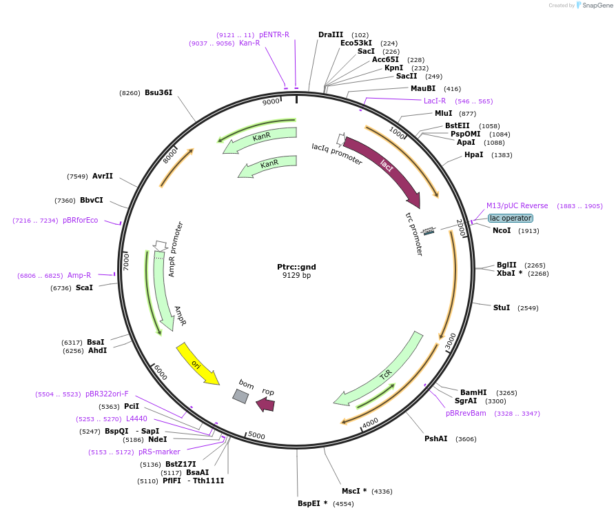 101844-plasmid-map-sequence-id-197029