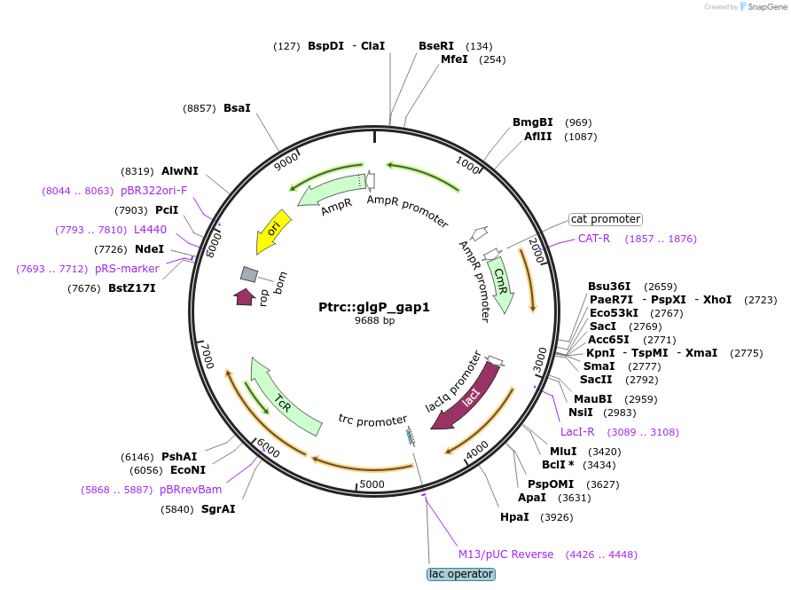 101845-plasmid-map-sequence-id-197030