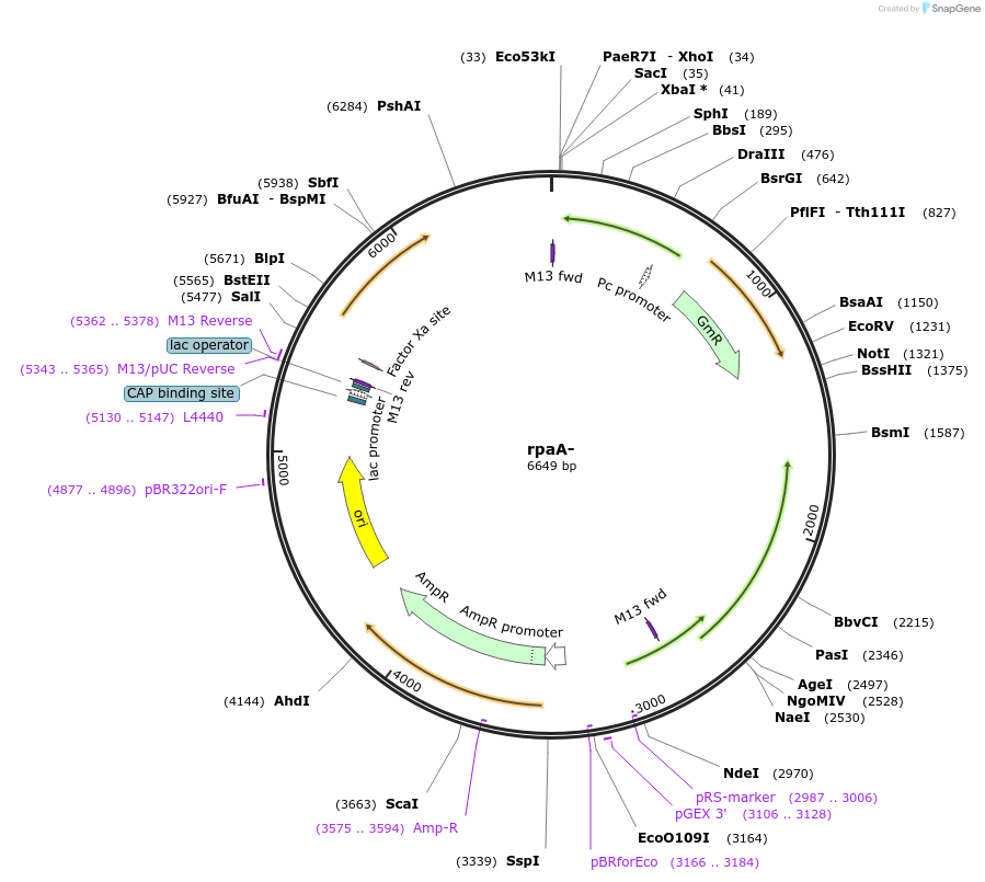 101847-plasmid-map-sequence-id-197032