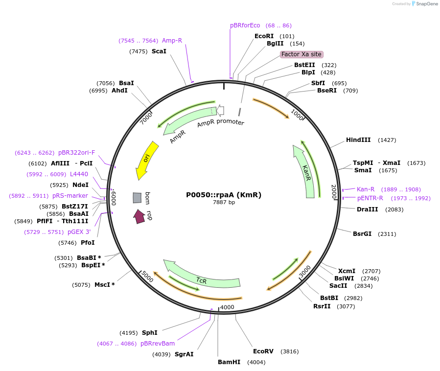 102321-plasmid-map-sequence-id-197033