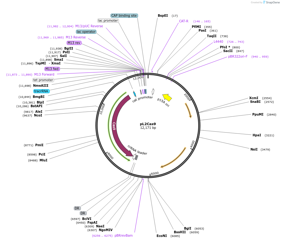 98841-plasmid-map-sequence-id-197035