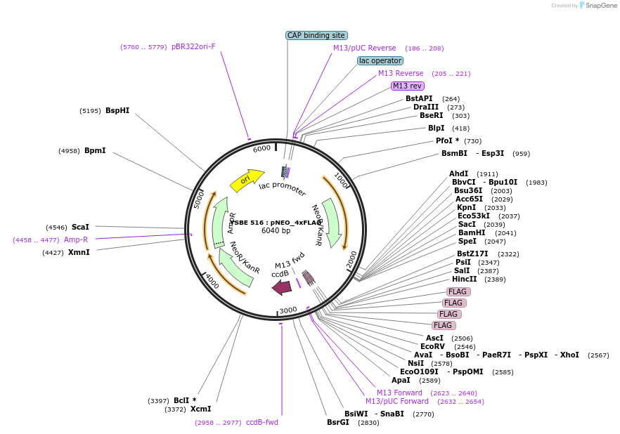 92082-plasmid-map-sequence-id-197038