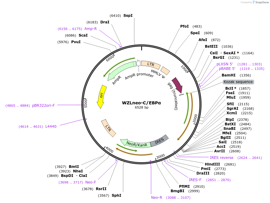 34567-plasmid-map-sequence-id-197039