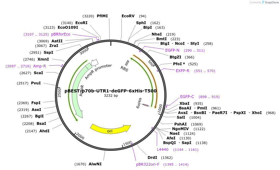 92222-plasmid-map-sequence-id-197041