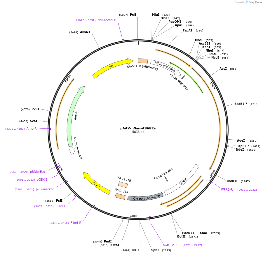 101276-plasmid-map-sequence-id-197043