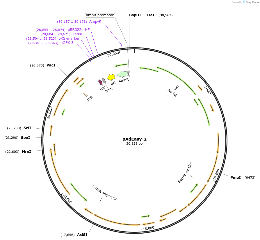 16401-plasmid-map-sequence-id-197045