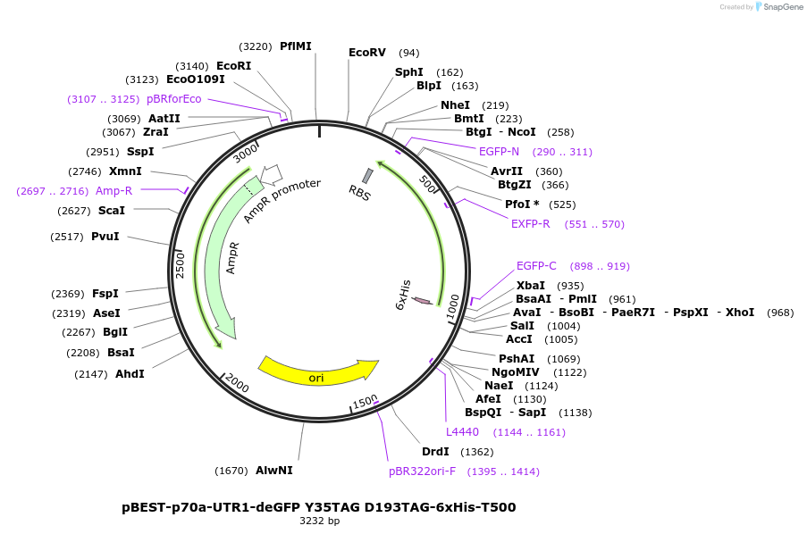 92227-plasmid-map-sequence-id-197047