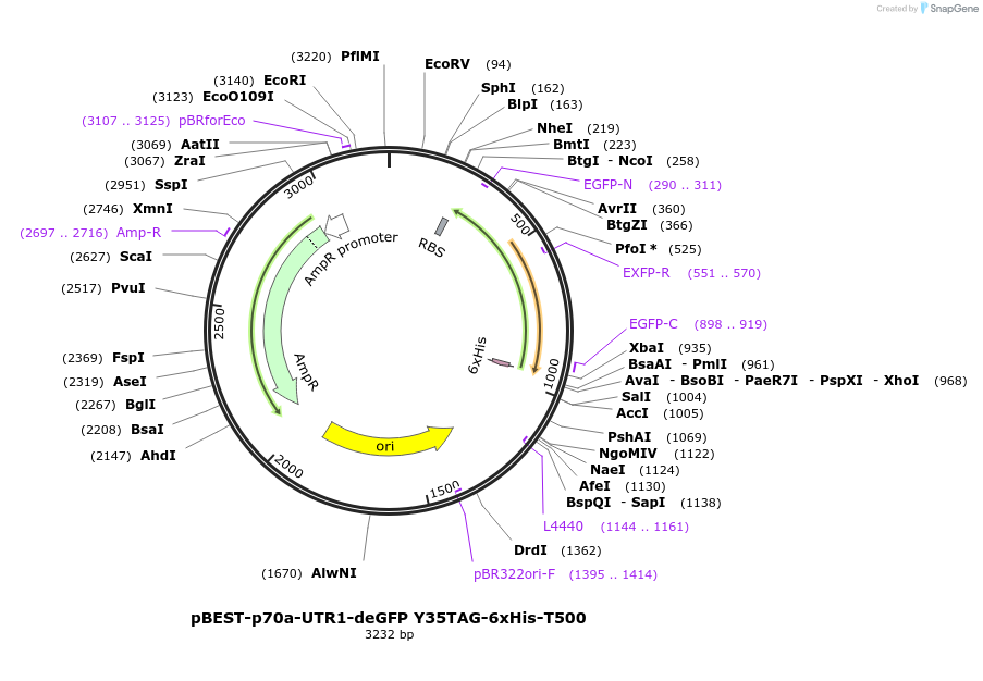 92225-plasmid-map-sequence-id-197052