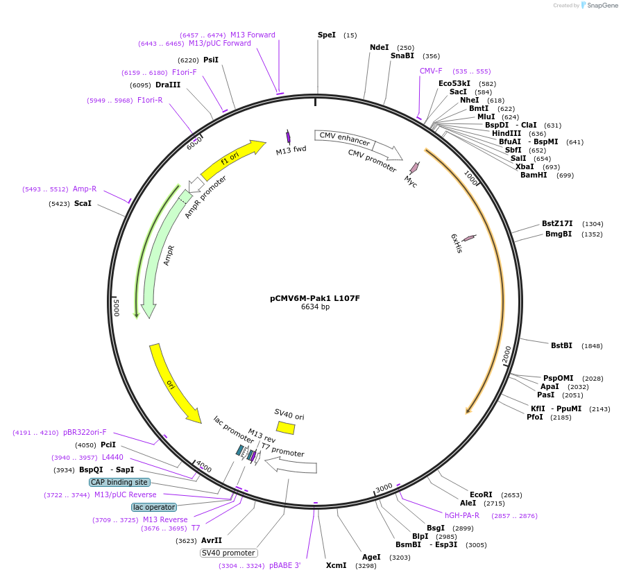 12212-plasmid-map-sequence-id-197053