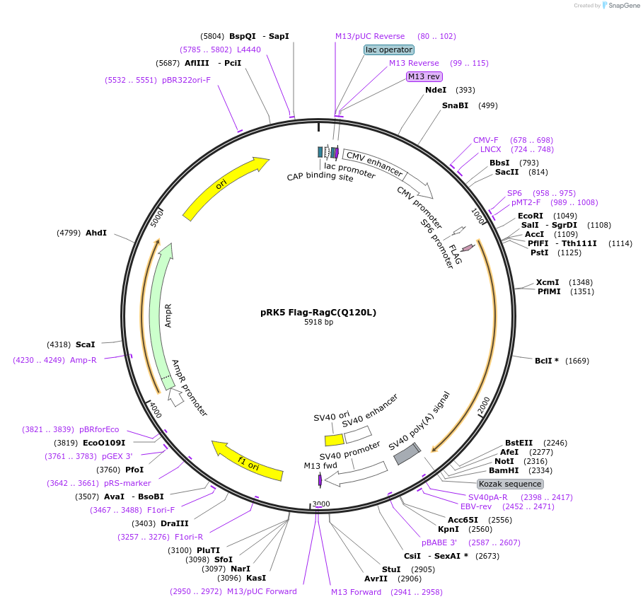 99725-plasmid-map-sequence-id-197056