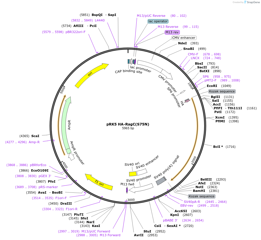 99719-plasmid-map-sequence-id-197063