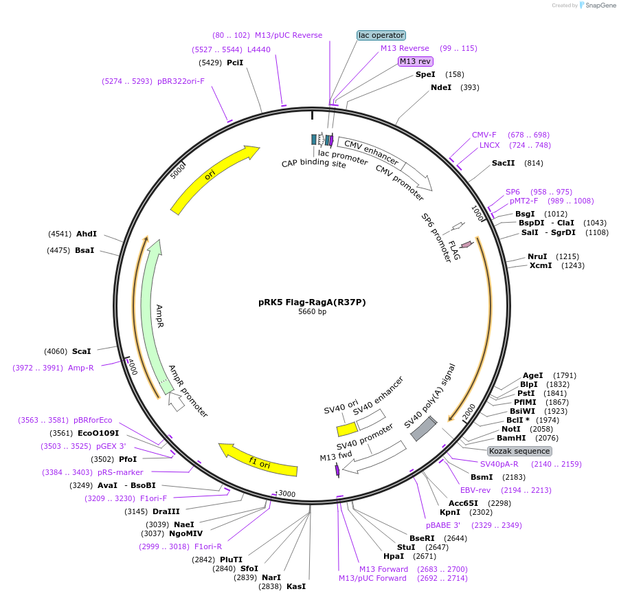 99717-plasmid-map-sequence-id-197065