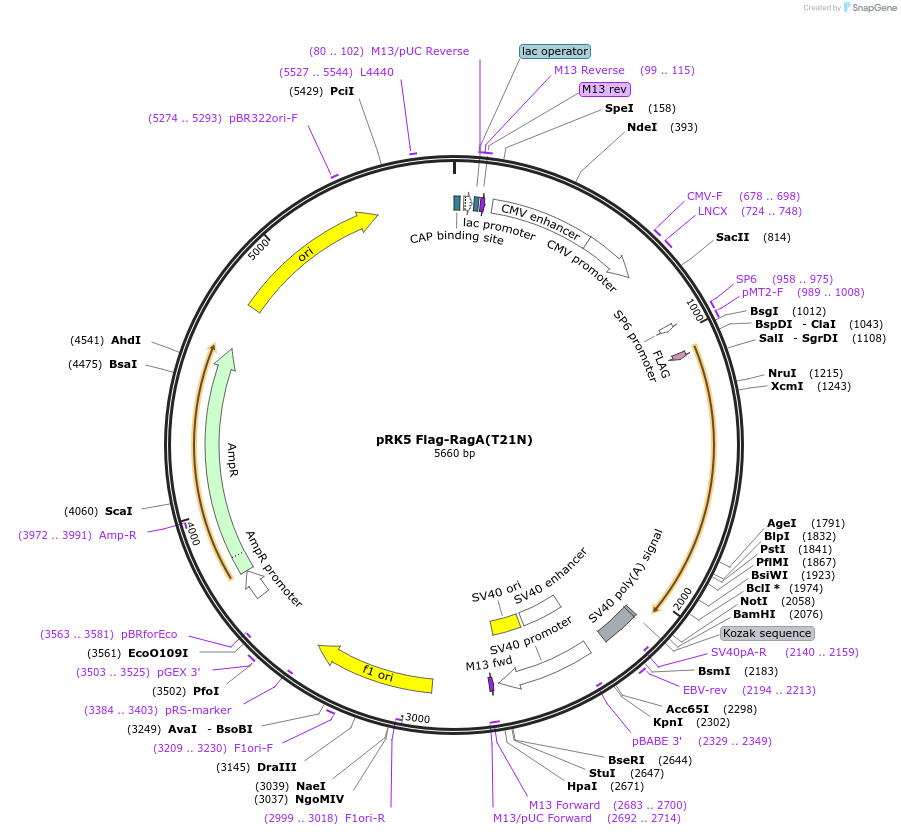 99715-plasmid-map-sequence-id-197067