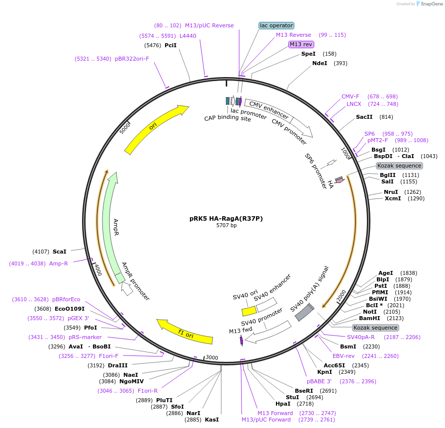 99713-plasmid-map-sequence-id-197069