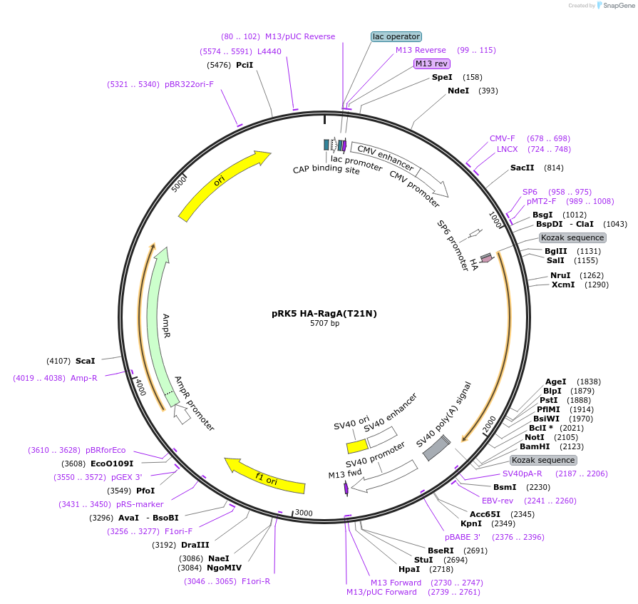 99711-plasmid-map-sequence-id-197070
