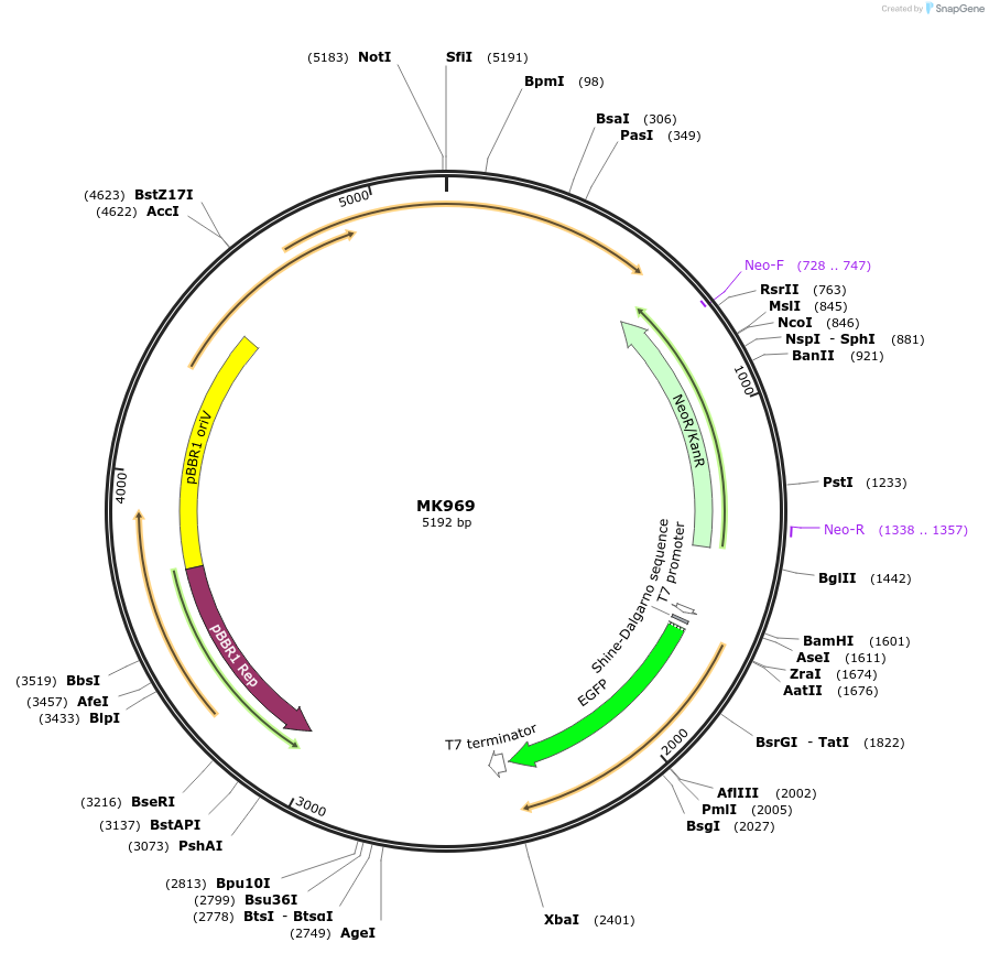 71432-plasmid-map-sequence-id-197084
