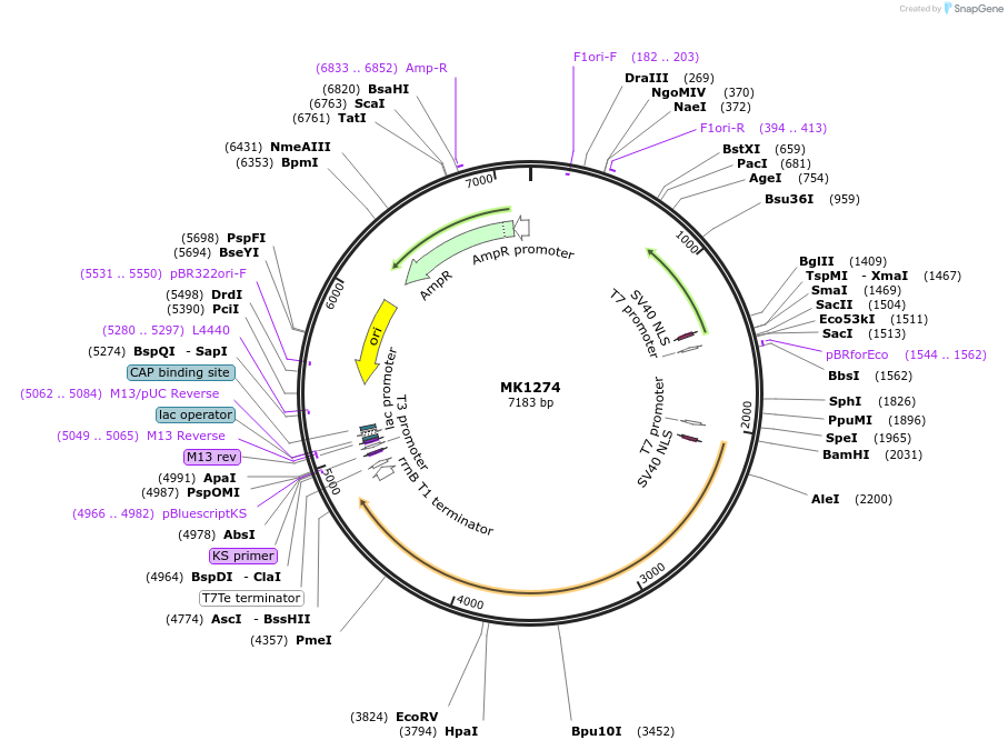 71431-plasmid-map-sequence-id-197095