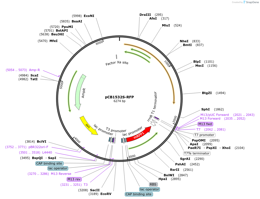 101856-plasmid-map-sequence-id-197099