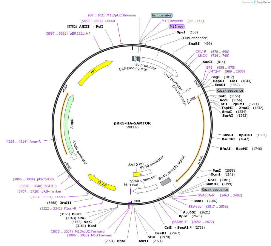 100513-plasmid-map-sequence-id-197107
