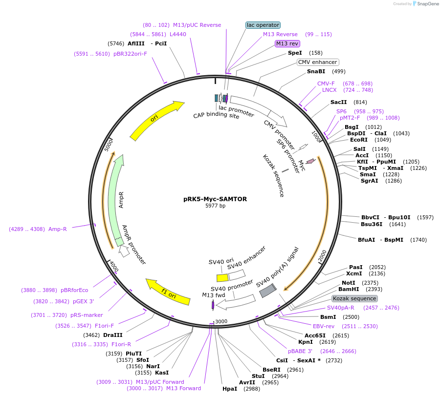 100517-plasmid-map-sequence-id-197110