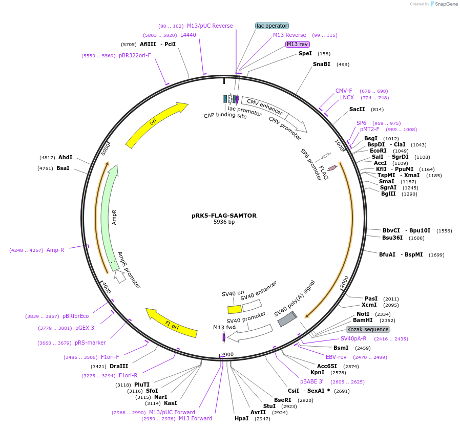 100508-plasmid-map-sequence-id-197111