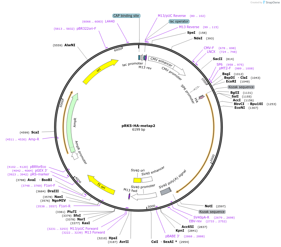 100512-plasmid-map-sequence-id-197113