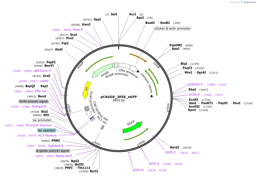 103054-plasmid-map-sequence-id-197128