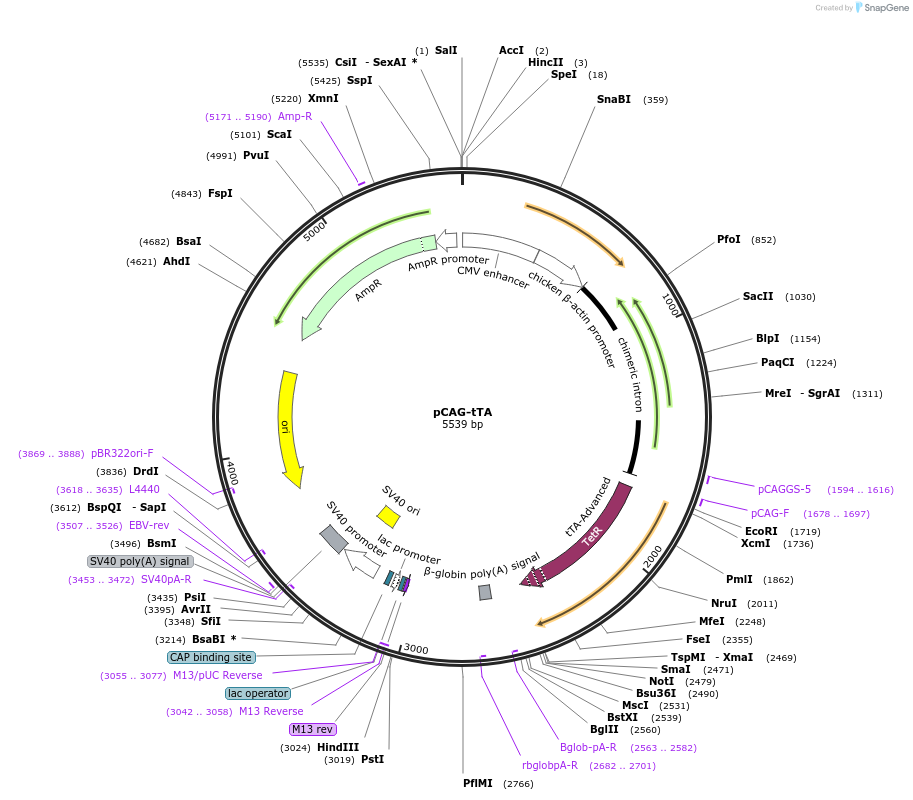 104102-plasmid-map-sequence-id-197132