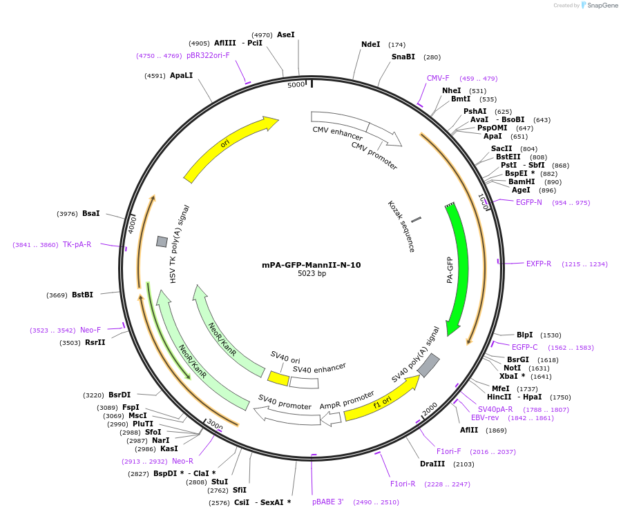 57144-plasmid-map-sequence-id-197139
