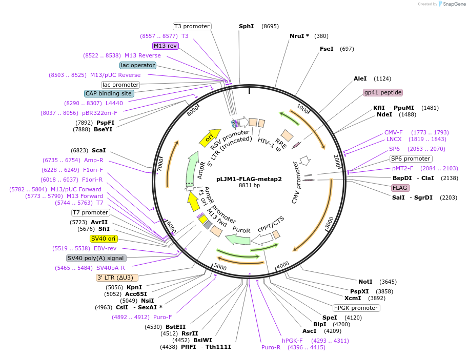100510-plasmid-map-sequence-id-197146