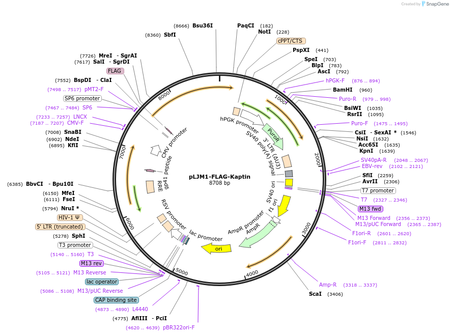100511-plasmid-map-sequence-id-197148