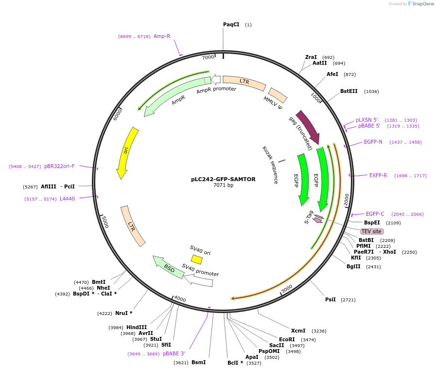 100520-plasmid-map-sequence-id-197150