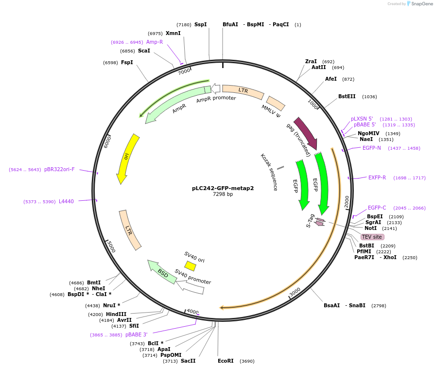 100518-plasmid-map-sequence-id-197151