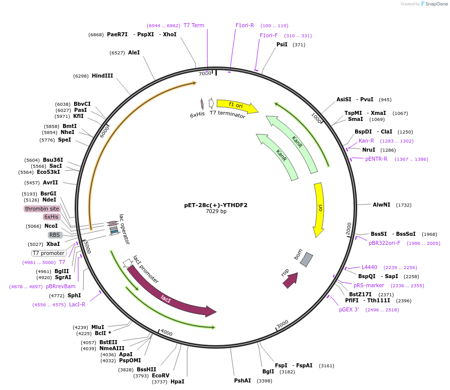102275-plasmid-map-sequence-id-197157