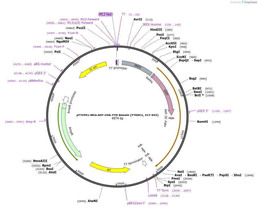 102277-plasmid-map-sequence-id-197159
