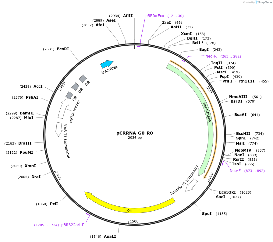 101803-plasmid-map-sequence-id-197164