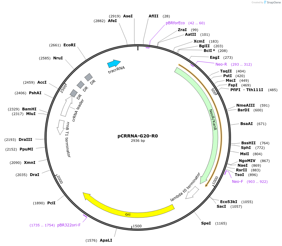 101807-plasmid-map-sequence-id-197166