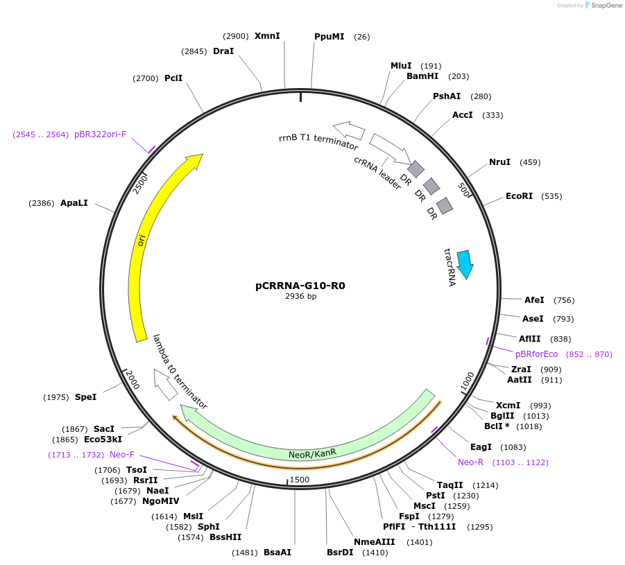 101804-plasmid-map-sequence-id-197167