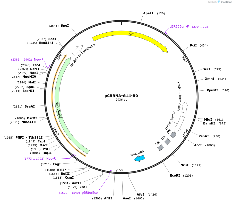 101806-plasmid-map-sequence-id-197168