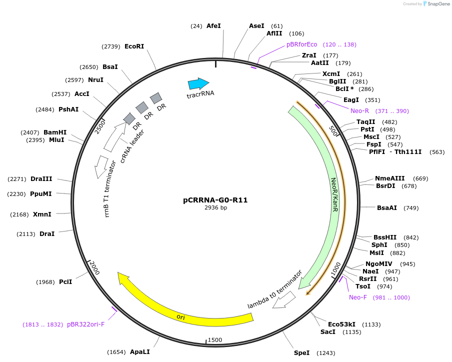 101808-plasmid-map-sequence-id-197172