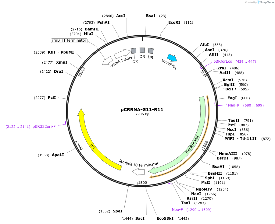 101810-plasmid-map-sequence-id-197175