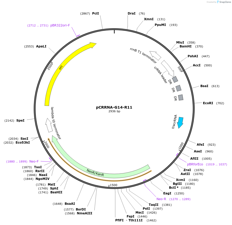 101811-plasmid-map-sequence-id-197176
