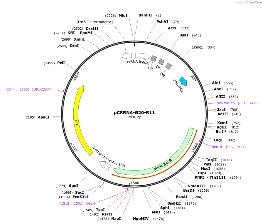 101812-plasmid-map-sequence-id-197177