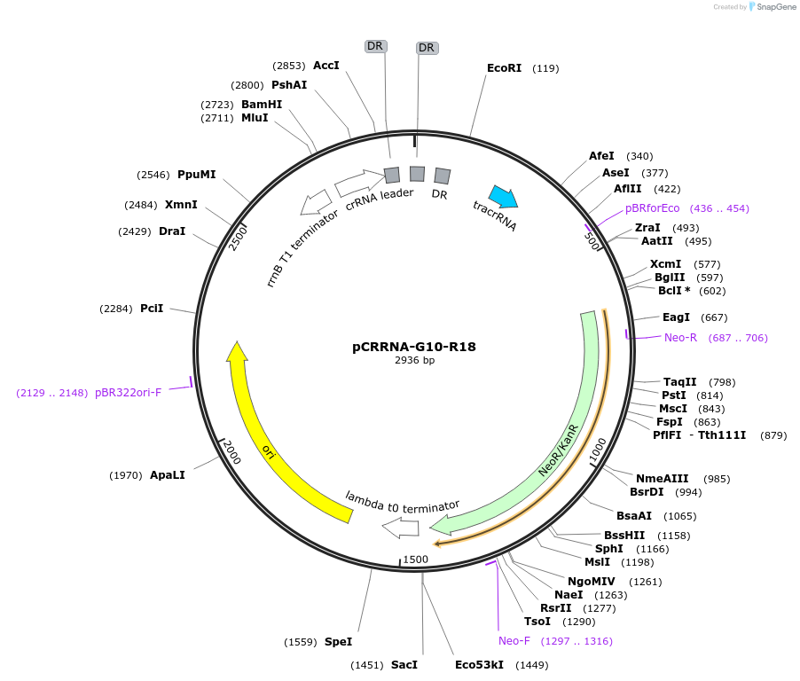 101814-plasmid-map-sequence-id-197178